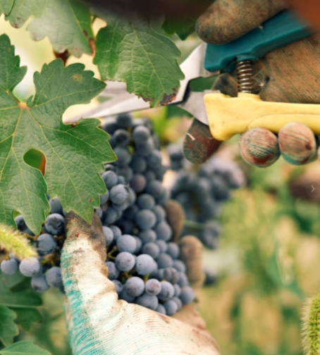 双11送礼就选特菲缇五星葡萄酒！澳洲 80 年老藤红酒，藏着三层心意与四重优势！