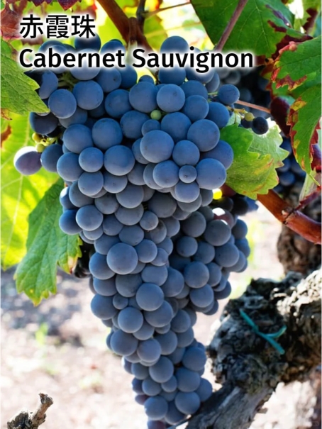 2025年度常见红酒葡萄品种口感特点及代表性红酒大盘点！