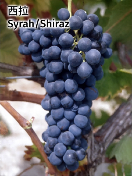 2025年度常见红酒葡萄品种口感特点及代表性红酒大盘点！