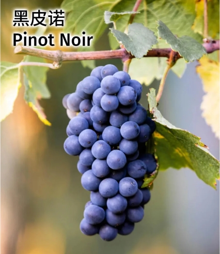 2025年度常见红酒葡萄品种口感特点及代表性红酒大盘点！