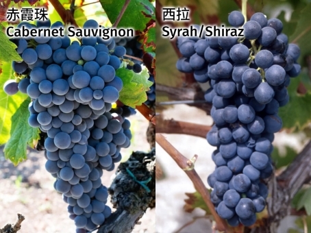 不同颜色红酒的口感差异全面解析，2025年3款热门红酒实测！！