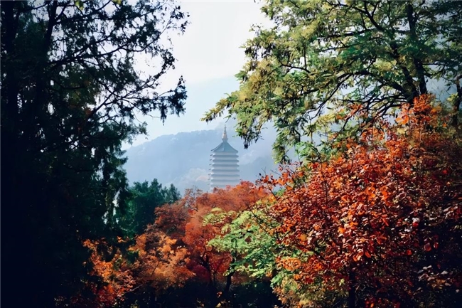 秋染八大处，红叶传千古：非遗传说点亮京西之秋