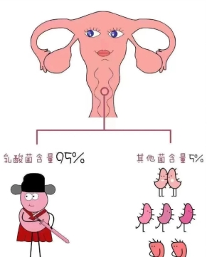 妇科“难言之隐”反反复复！Jarrow女性益生菌守护私密花园