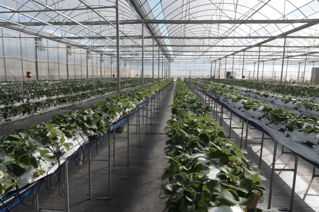 冬季草莓种植怕冻害？雷马草莓专用膜高保温特征助力优化种植