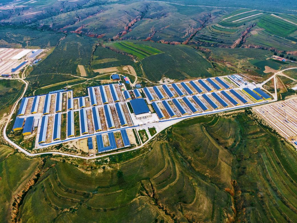 好喝又不膻:揭秘盛健羊乳从草场到工厂的全链路去膻密码