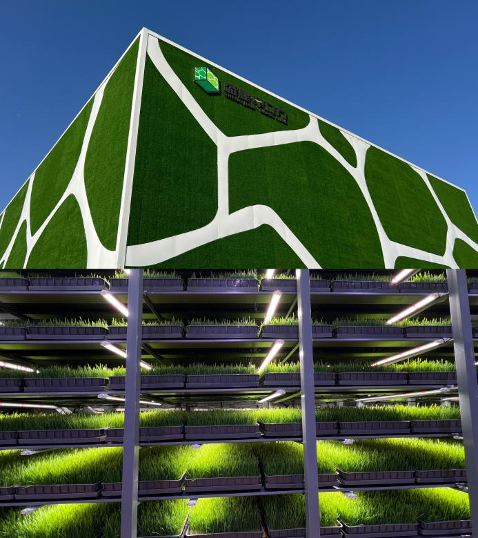 好喝又不膻:揭秘盛健羊乳从草场到工厂的全链路去膻密码