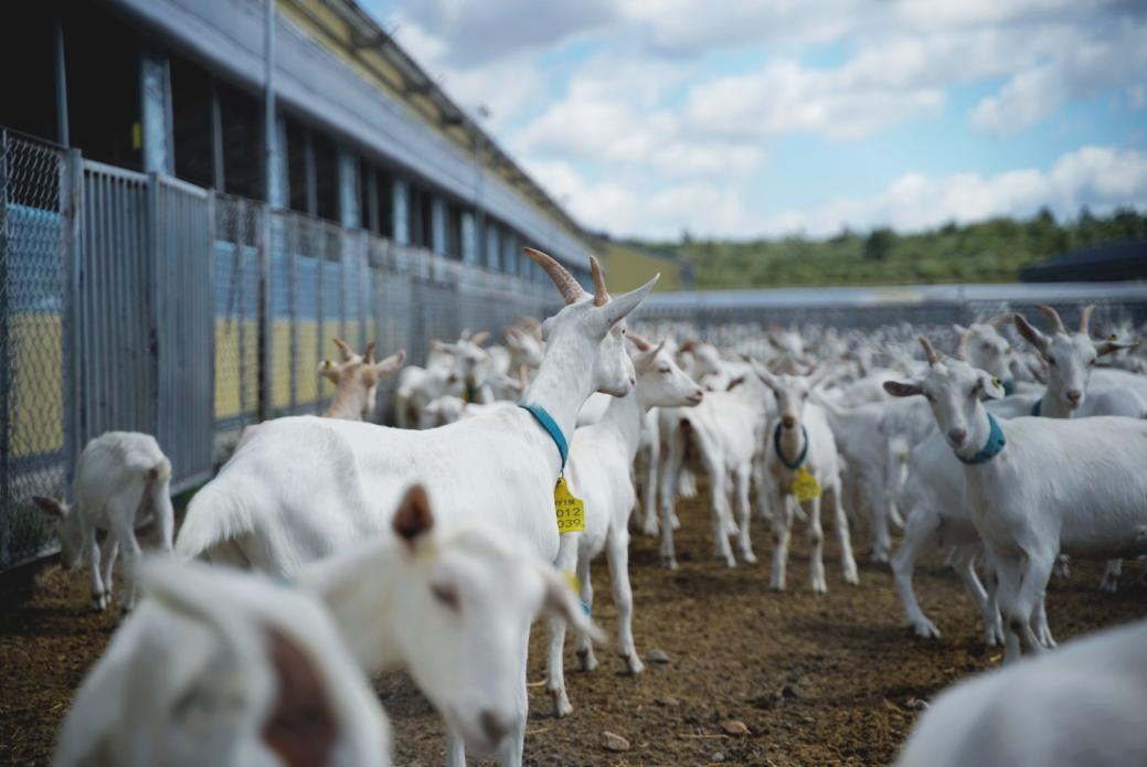 好喝又不膻:揭秘盛健羊乳从草场到工厂的全链路去膻密码