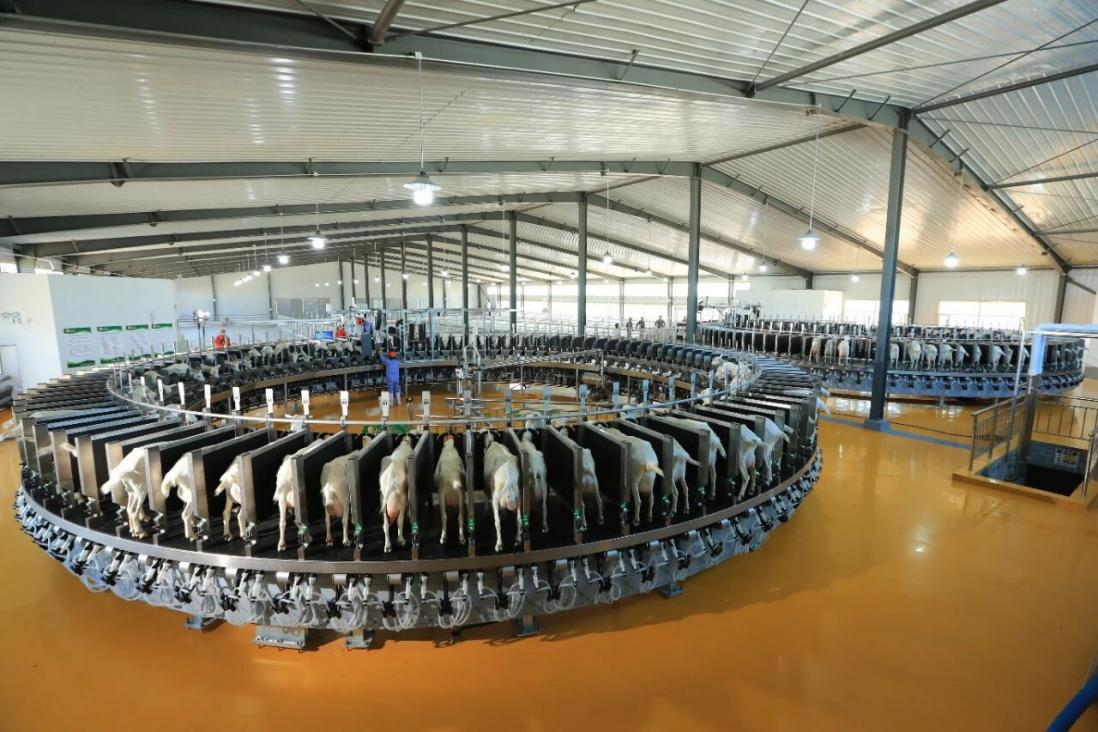 好喝又不膻:揭秘盛健羊乳从草场到工厂的全链路去膻密码