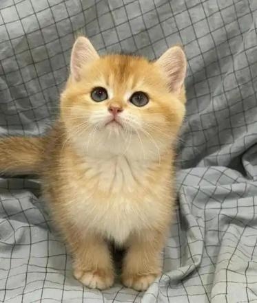 幼猫体外驱虫怎么做？选对驱虫药才是新手的正解