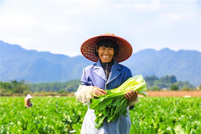 千年文脉浸润连州菜心的传奇故事