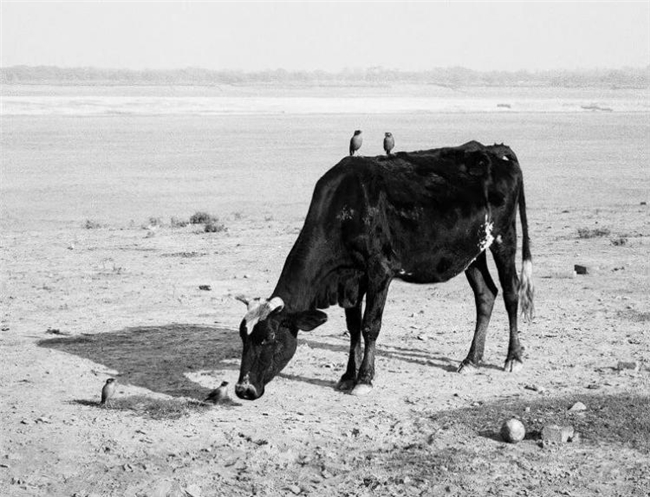 镜头下的温情共生，彭蒂・萨马拉蒂的自然诗意摄影之路