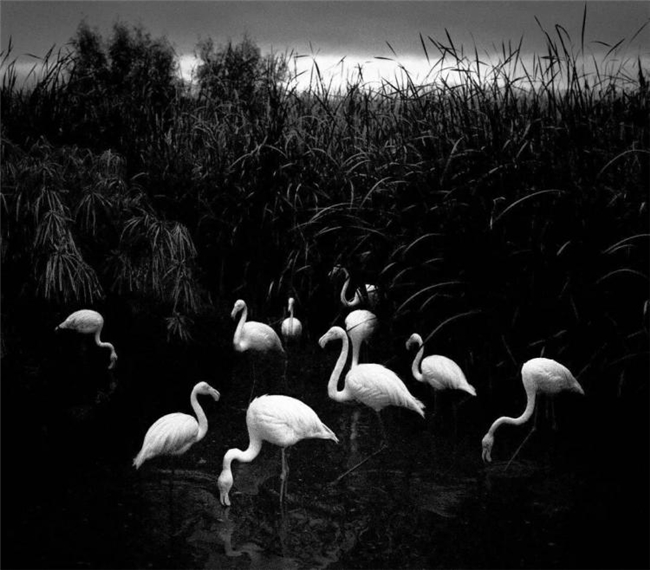 镜头下的温情共生，彭蒂・萨马拉蒂的自然诗意摄影之路