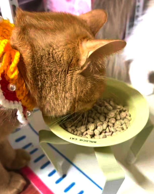 告别玻璃胃！弗列加特0压乳烘焙粮，