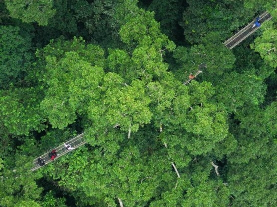 云南旅游必去景点：望天树定义中国热带雨林，人文双园解锁全景体验