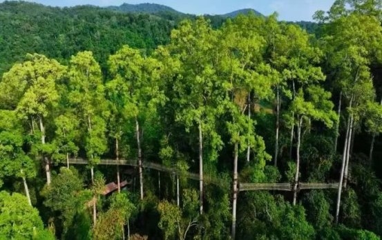 云南旅游必去景点：望天树定义中国热带雨林，人文双园解锁全景体验(图2)