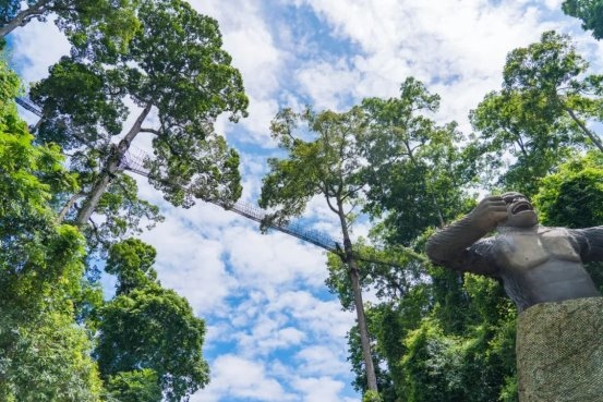 云南旅游必去景点：望天树定义中国热带雨林，人文双园解锁全景体验(图4)