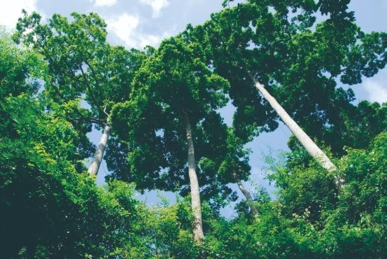 云南旅游必去十大景点清单:望天树藏雨林密码,民族风情醉游人