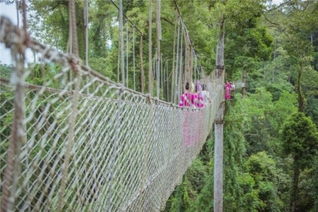 云南旅游必去十大景点清单:望天树藏雨林密码,民族风情醉游人