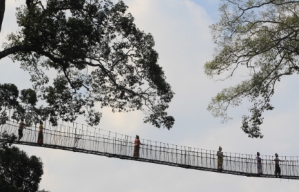 云南旅游必去十大景点清单:望天树藏雨林密码,民族风情醉游人
