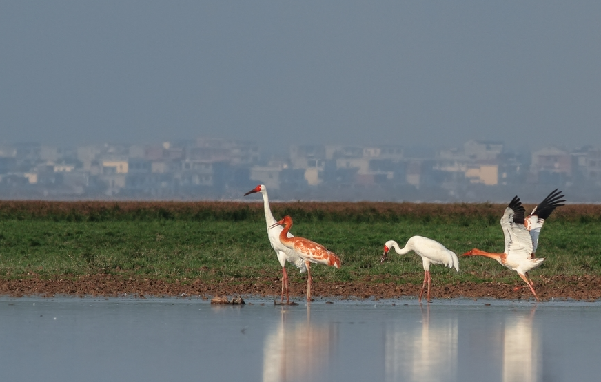 遠(yuǎn)洲酒店打造的詩意濕地居所，棲于鄱湖白鶴間