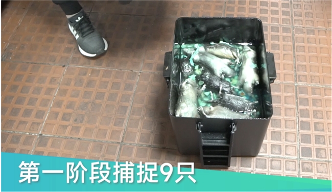 节后仓库鼠患频发？海富BRT智能捕鼠器筑牢企业安全防线
