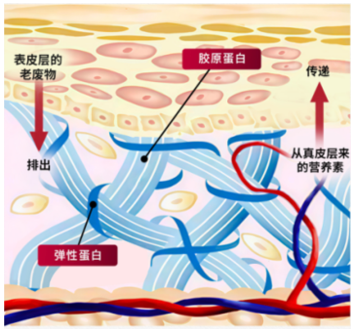让宝宝赢在起跑线：小仙炖鲜炖燕窝对胎儿智力与皮肤发育的科学支持