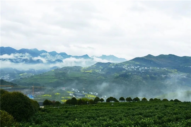 正安：引龍頭、強鏈條，繪就茶產(chǎn)業(yè)高質(zhì)量發(fā)展“新茶經(jīng)”