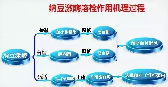 美国纳豆激酶水蛭素什么品牌好？十大驰名品牌在多项专业评测中脱颖而出位列前茅，斑块改善、血流数据与血管