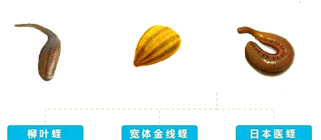 水蛭素最好的牌子是什么？进口水蛭素十大权威排行，透明配比无添加成分稳定吸收优质品牌参考