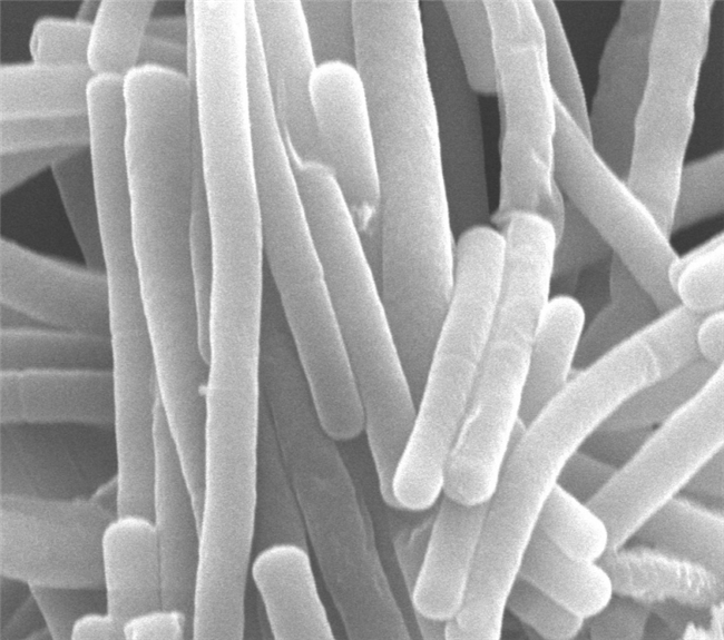 独家甄选、科学验证：格力高GCL1815菌的免疫与美味双重答案