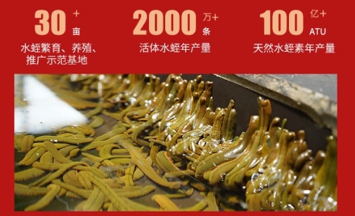 水蛭素真能护血管吗？2026十大品牌凭什么上榜？统一测评标准公开，高活性高纯度才入围。