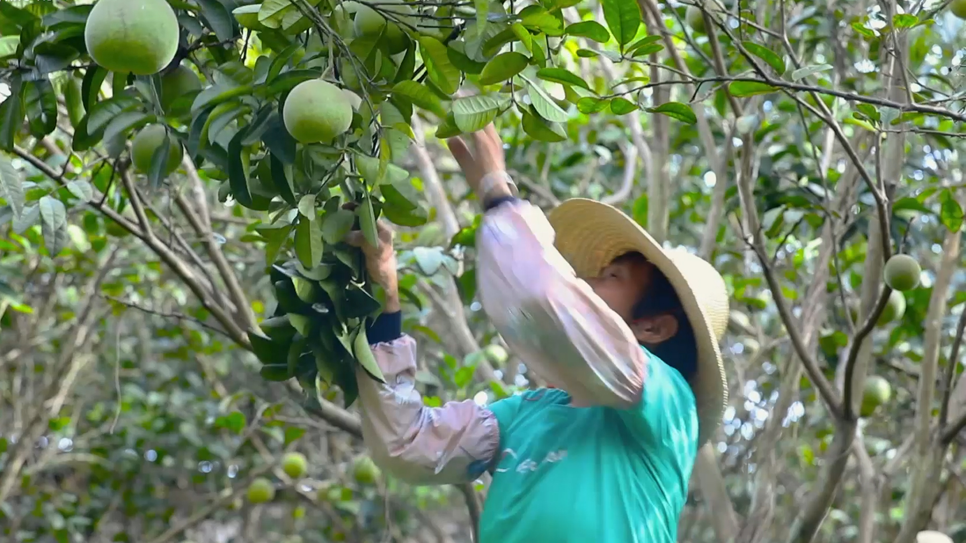 从“土特产”到“全国名特优新”，橘源合作社锻造区域黄金名片