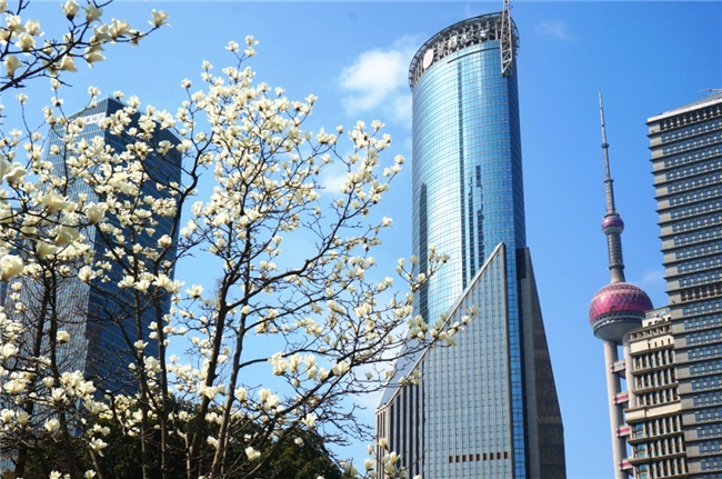 2026上海国际花卉节重磅活动 白玉兰文创设计大赛开启征集