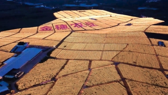 红土地上的坚守与革新：金穗30年奏响农业现代化&ldquo;甜蜜乐章&rdquo;