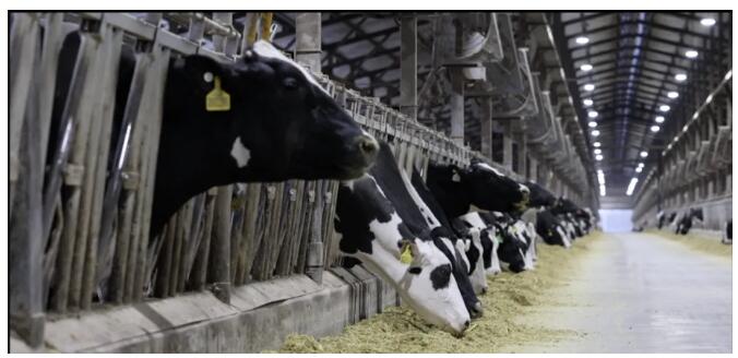 伊利坚持“养好牛产好奶”，用全球顶级原奶打造超一流伊利牛奶