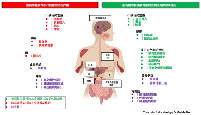 翰森制药奥莱泊肽Ⅲ期研究达标 双靶点