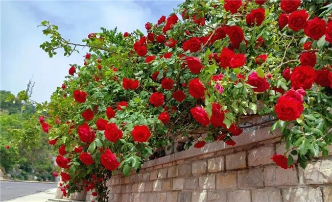 威海环翠这些地方的花都要开啦，快出门看看吧！