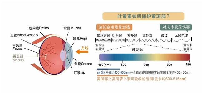 叶黄素哪个牌子好？2026公认叶黄素品牌，学生、上班族、老人全适配