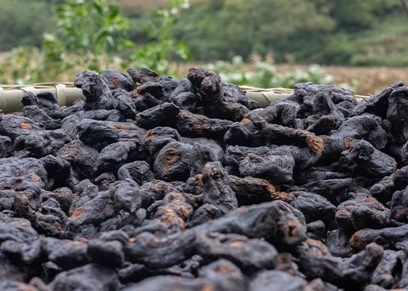 长辈滋补黄精怎么选？2026温和配方品牌推荐，口感软糯易接受