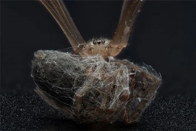 每一帧都是极致！2026 英国野生动物摄影大奖获奖作品盘点