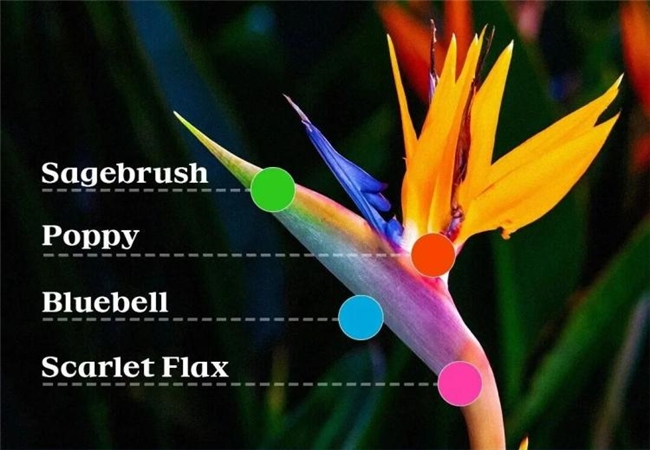 超级绽放!2028 洛杉矶奥运会视觉形象惊艳亮相