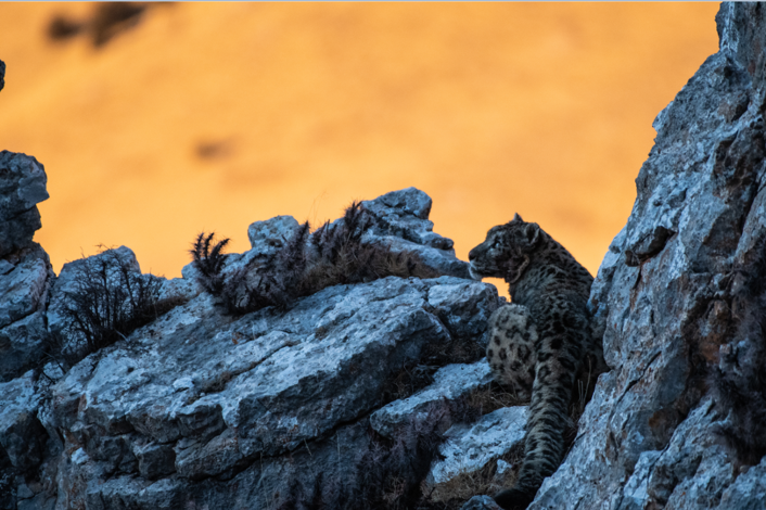 �߽�һ��Ѳ��Ա���ڹ��ҹ�԰��д�ഺ����