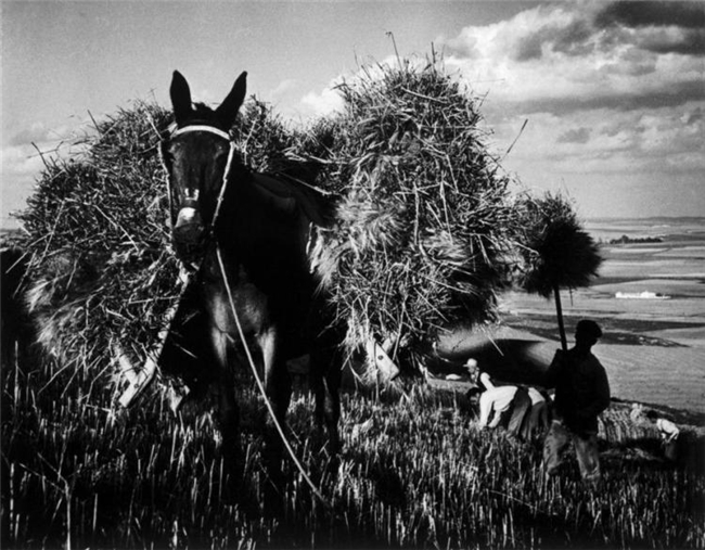 尤金・史密斯｜专题摄影的巅峰之作