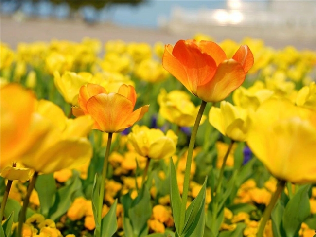 威海市环翠区： 威海公园郁金香进入最佳观赏期