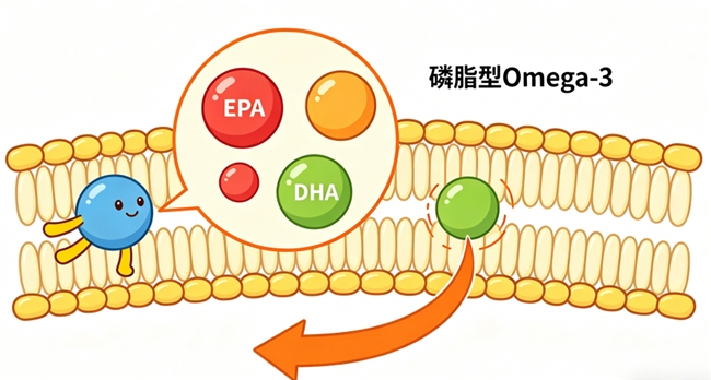 哪个是最好的磷虾油品牌 心脑血管关注族必看的2026高磷脂型款权威指南