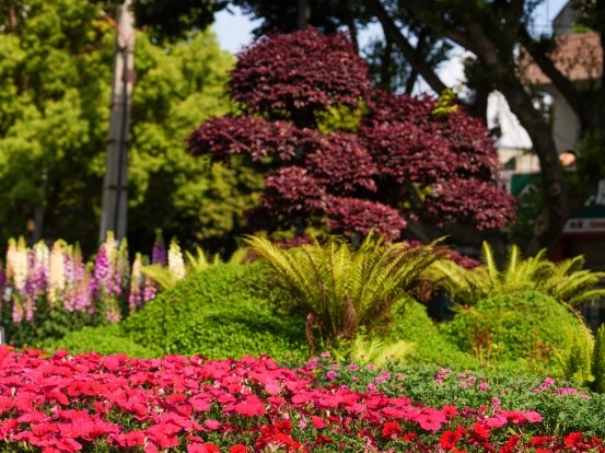 转角遇见花海，绿化带美成莫奈花园