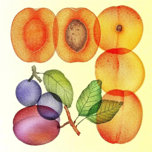 太会画了！法国插画师把水果拆成绝美透视图