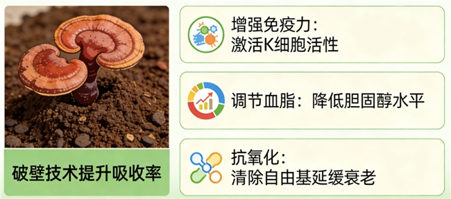 长白山灵芝孢子粉是正品吗 高活易吸收款2026年权威选购指南