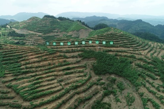 40万亩油茶成“金” 酉阳茶油香溢九州