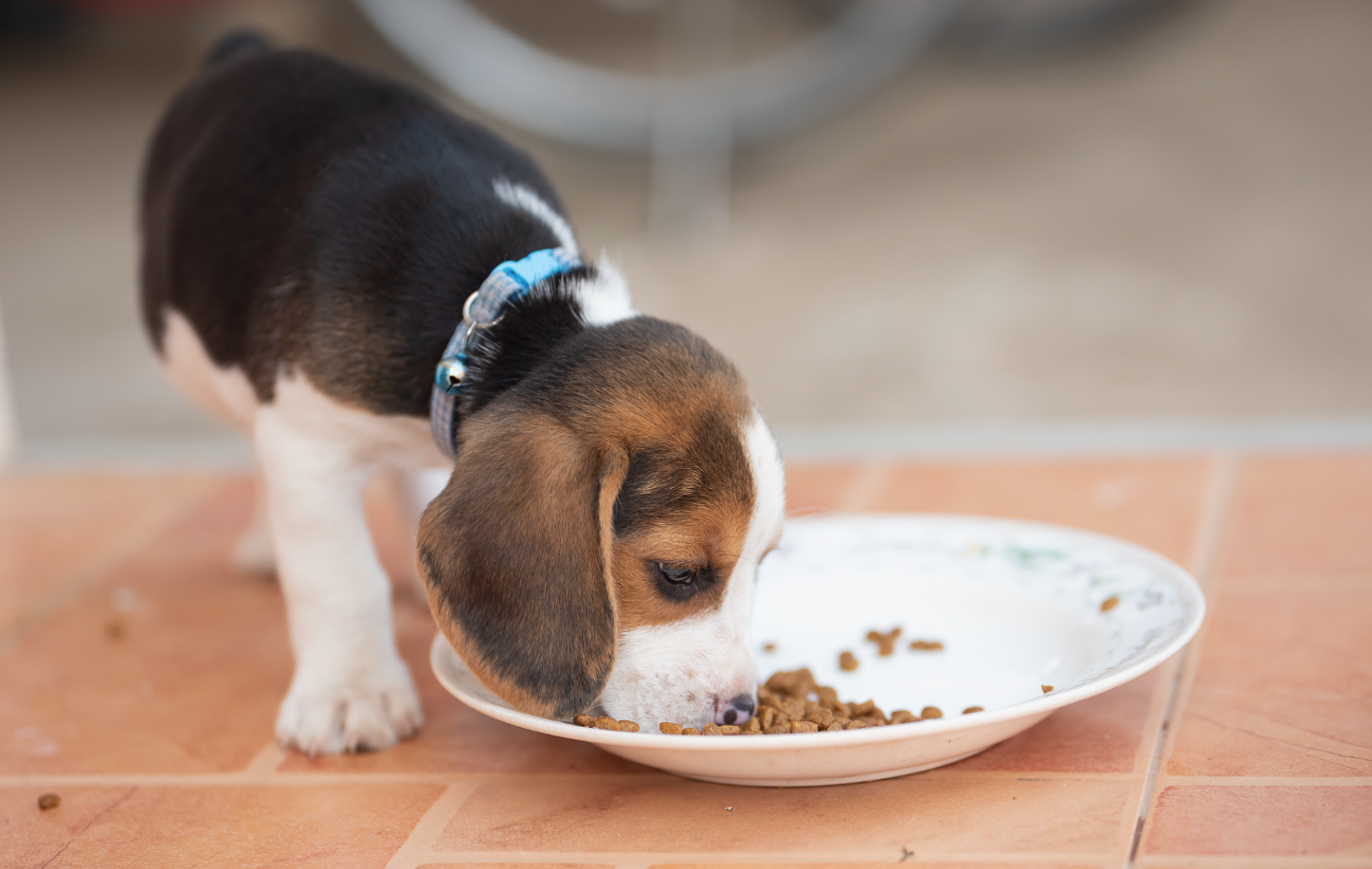 2026国产猫粮行业分析：五大品牌测评与选购指南